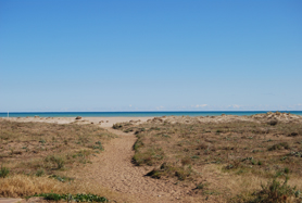 El corriol camanegre ha niuat per primera vegada a la platja del Port de Sagunt