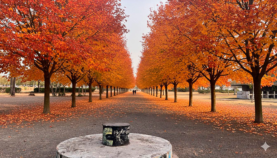 El contracte per a la restauració paisatgística autòctona en els voltants de la Gerència entra en la seua fase de valoració