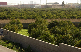 El Ple es mostra unànime a la Declaració Institucional en defensa dels cítrics valencians