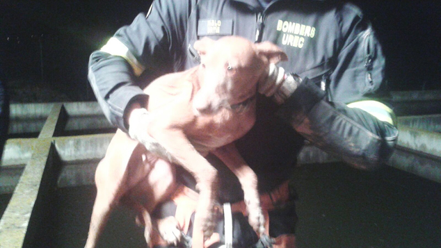 La Guàrdia Rural col·labora en el rescat d'una gossa en Molí de Tarifa