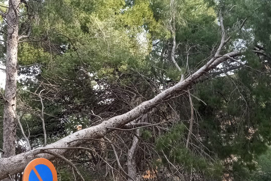 El Consell Agrari comença el 27 de febrer els treballs de poda i tala de l'arbratge danyat del vessant del Castell per a garantir la seguretat