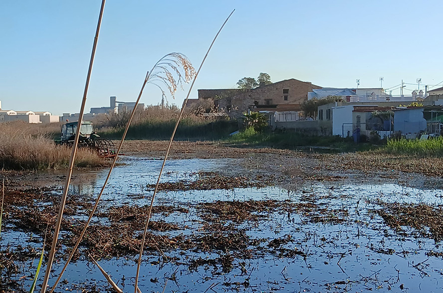 La Regidoria d'Agricultura duu a terme treballs de silvicultura al Grau Vell