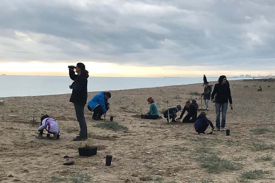La Colla Verda acomiada el 2022 amb la tercera plantació dunar de la tardor
