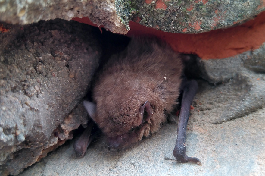 La Colla Verda i La Granja de Bitxos presenten els beneficis de la presència de fauna urbana en els nuclis poblacionals