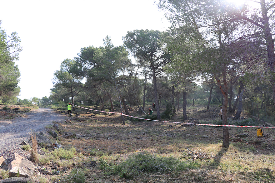 L'Ajuntament de Sagunt i la Diputació de València coordinen treballs de prevenció d'incendis en diverses zones forestals del terme municipal