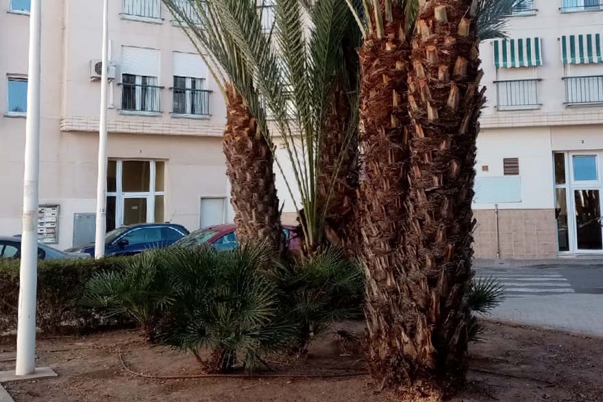 La plaça 11 de Març guanya en visibilitat després dels treballs de jardineria realitzats per la SAG