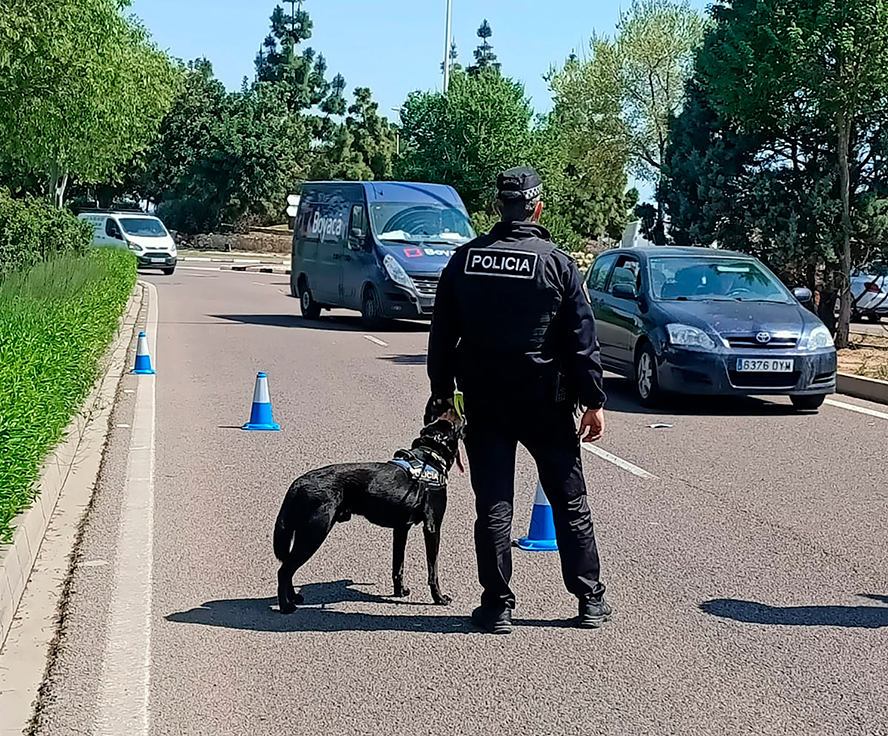 La Unitat Canina de la Policia Local de Sagunt interposa 73 denúncies relacionades amb drogues il·legals en 2025