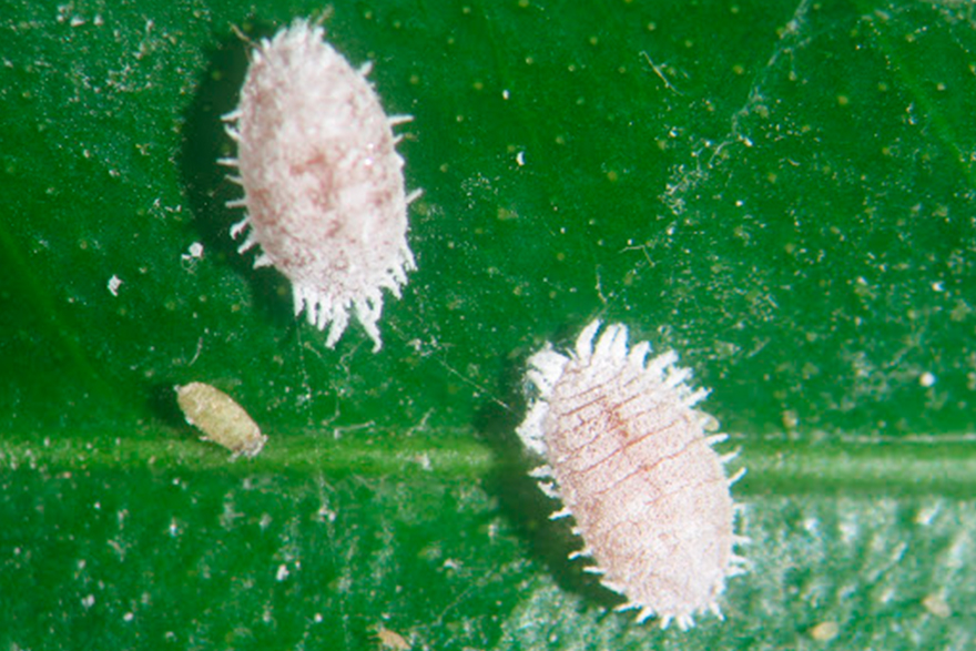 El Ple de l'Ajuntament de Sagunt es compromet a combatre la plaga del cotonet en les pròximes campanyes agrícoles