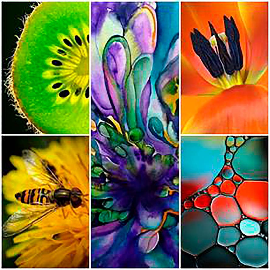 'Naturalesa i vida en macro', una exposició de l'alumnat de Dibuix i Pintura del Campus Obert a la Ciutadania