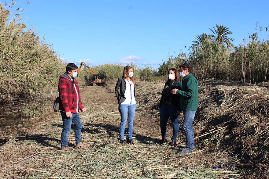 L'Ajuntament de Sagunt i la Conselleria de Medi Ambient inverteixen quasi 50.000 euros en l'eliminació de canyars de les séquies del Rei i de Gabau