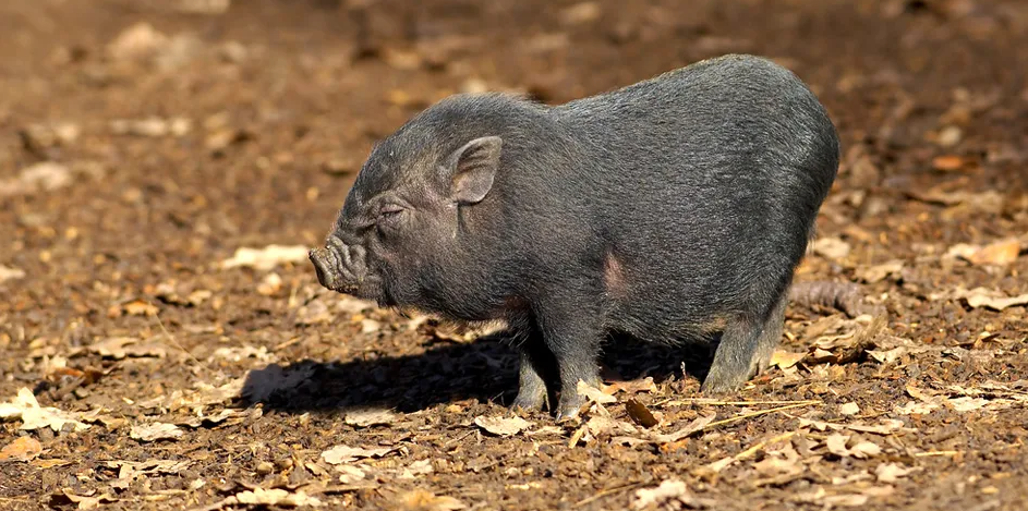 El departament de Sanitat sol·licita la col·laboració ciutadana quan s'albiren porcs vietnamites o altres animals silvestres