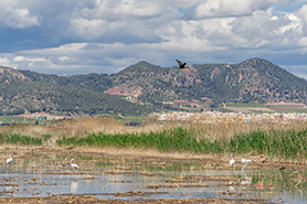 Volta a peu i exposició de pintura paisatgística al Centre Mediambiental de la Marjal d'Almardà-Almenara