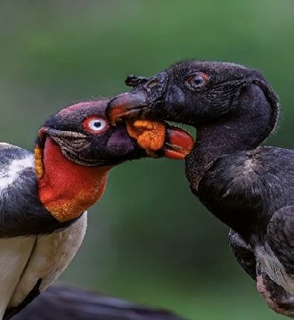 Exposición: 'Imágenes de la naturaleza: Fotografías de aves y serpientes', de Alberto Dolz y Felipe Noguera