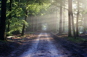 Recomanacions de la Generalitat Valenciana davant l'alerta de risc d'incendis forestals 