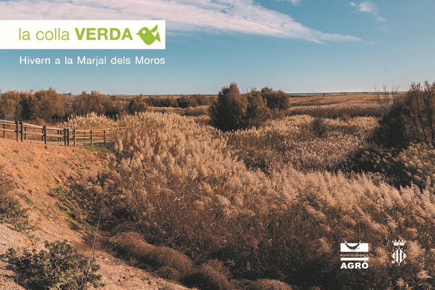 La Colla Verda inicia 2021 amb una campanya de plantació en la Marjal dels Moros