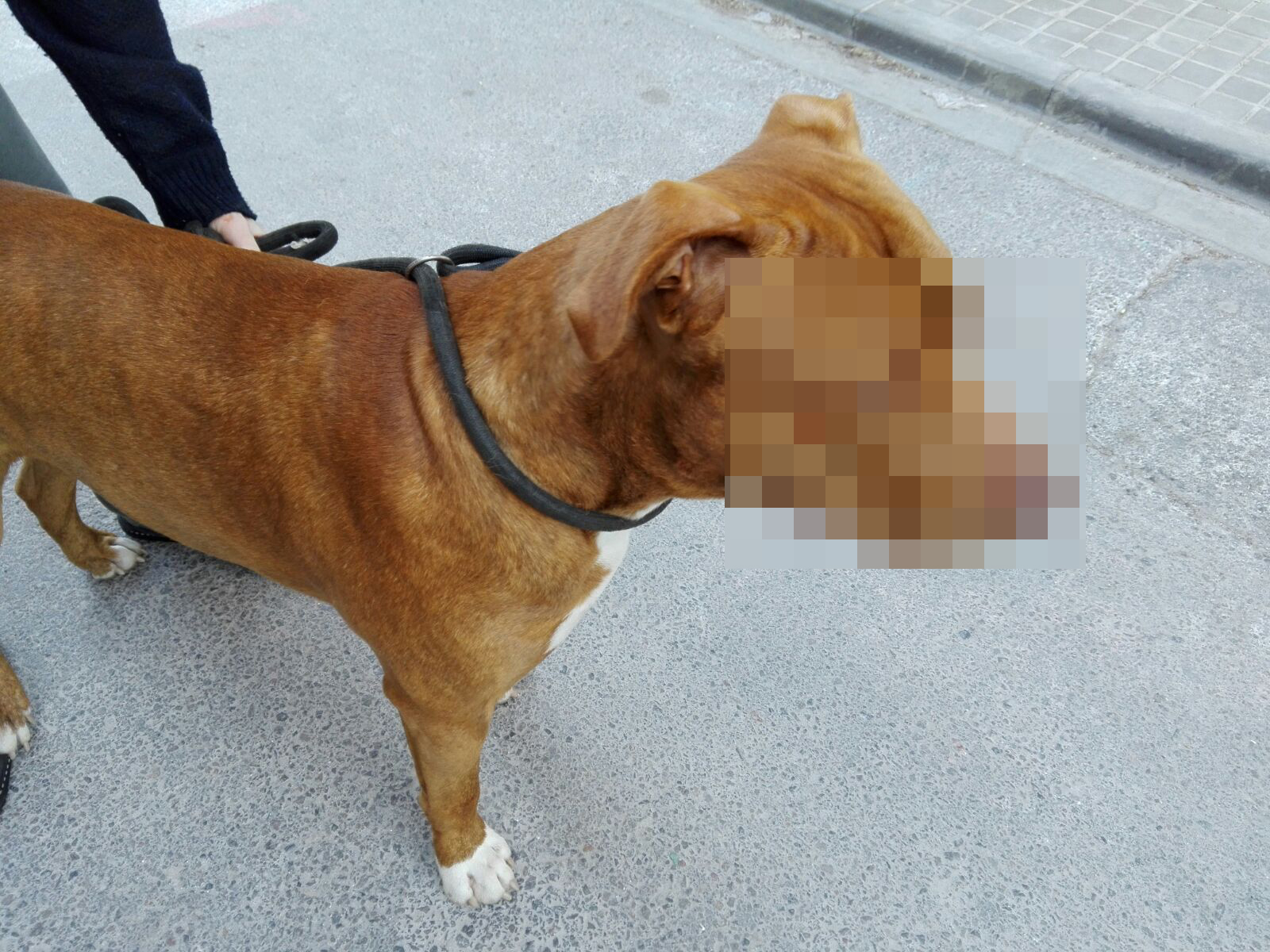 La Policia Local intervé en una baralla entre dos gossos de raça potencialment perillosa