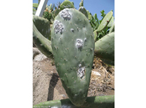 La delegació de Sanitat i Consum informa que el divendres es realitzarà un tractament contra la cotxinilla voladora de les paleres