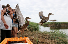 L’Ajuntament i Agró reintroduixen 20 ànecs en la Marjal d’Almardà-Almenara 