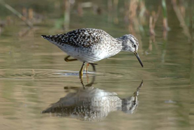 Visita guiada este diumenge per la Casa Penya per a conéixer els ocells de l'aiguamoll 
